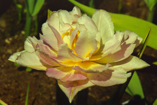 ����� �� ��������� Prince of Sunsiwero