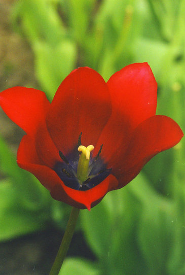 ��� ���� Red Shine