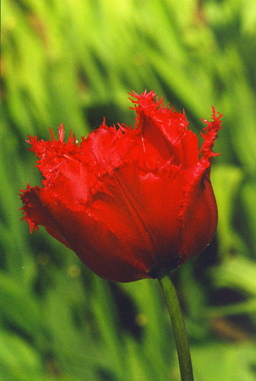 ��� ���� Red Wind