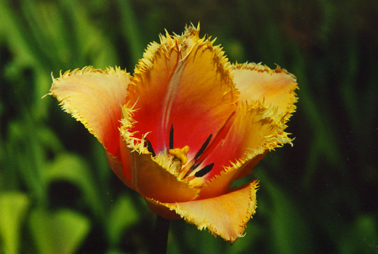 �������� Rendburg