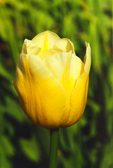 ���� ������� Sweet Harmony