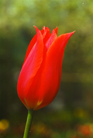 ����� �� ����� Temple of Beauty