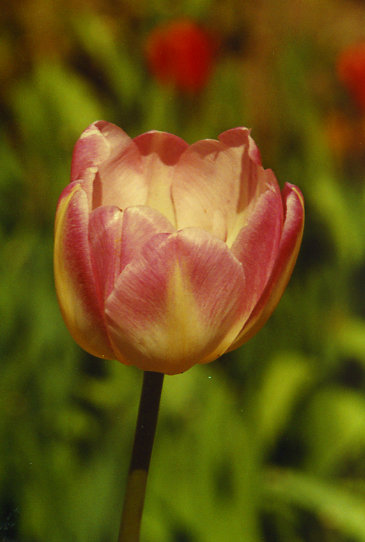 �� ���� Up Star